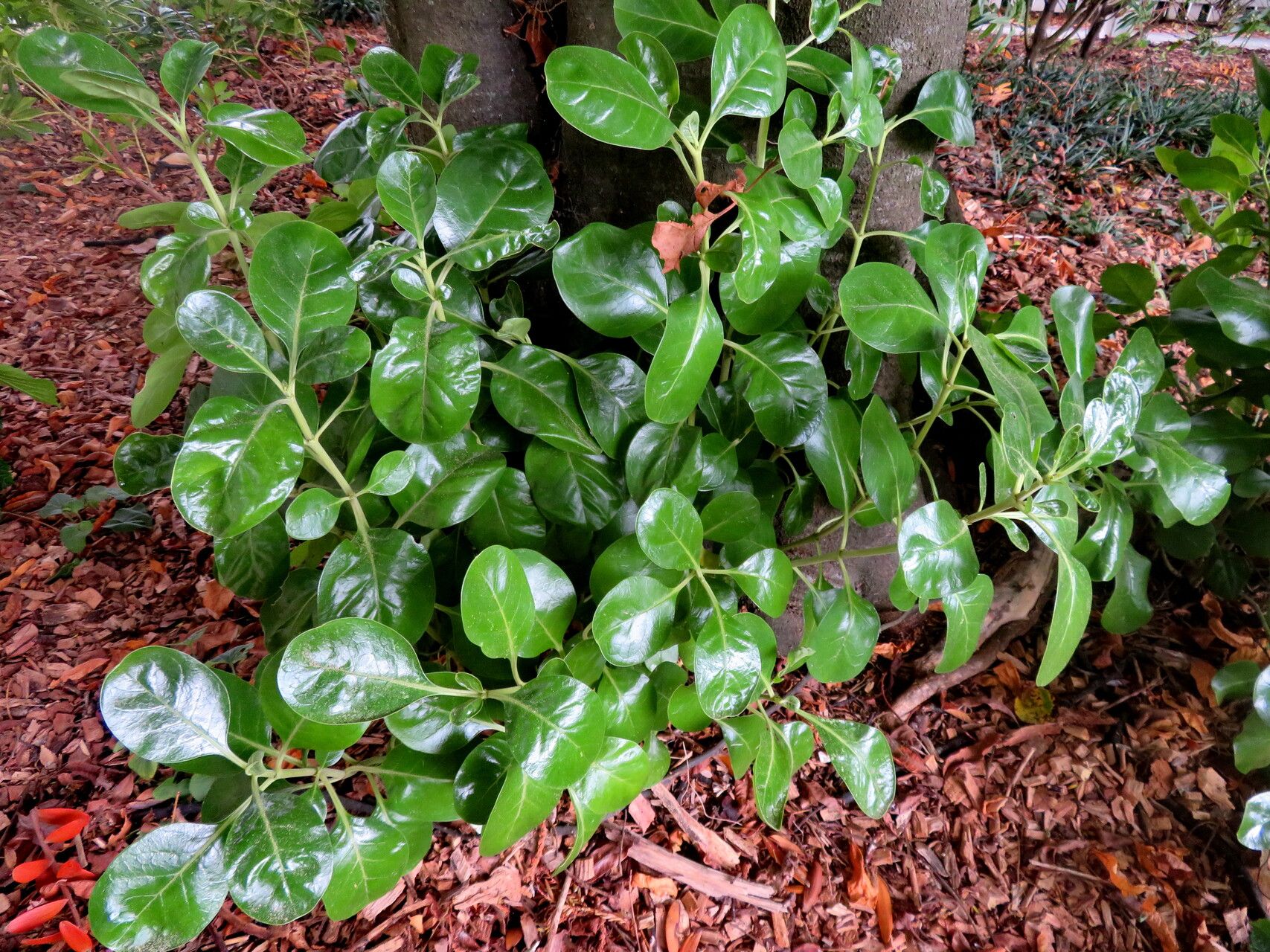 Coprosma baueri habit