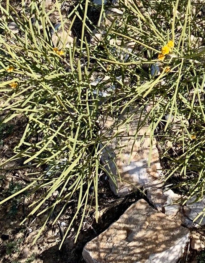 Acacia sclerosperma — houseplant care guide