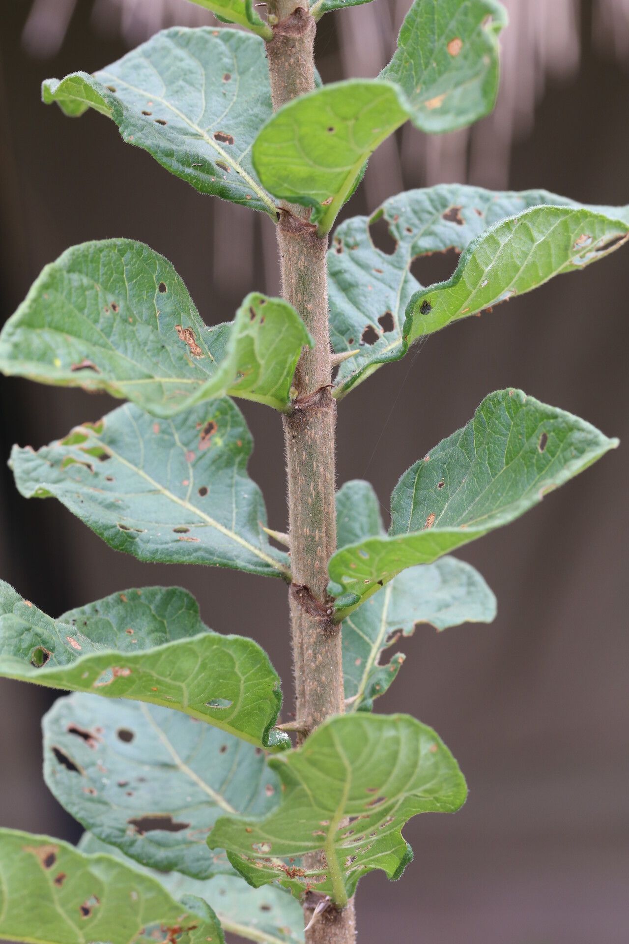 Catunaregam taylorii leaf
