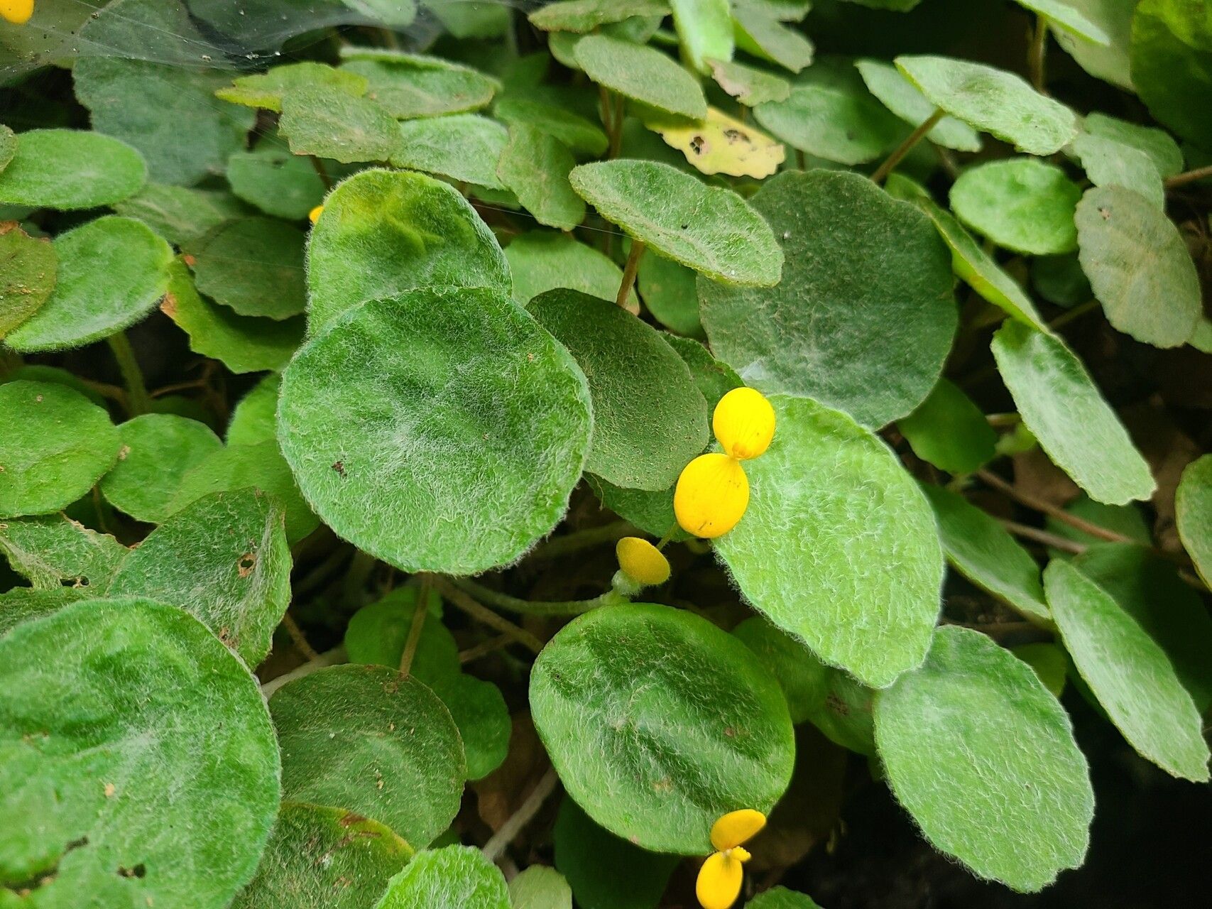 Begonia ferramica leaf