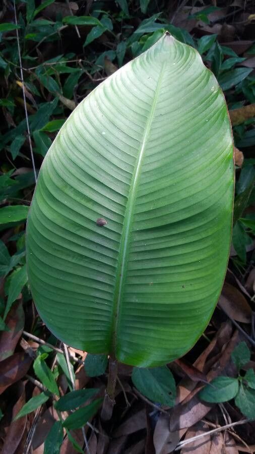 Rhaphidophora foraminifera — search result for 'Rhaphidophora'