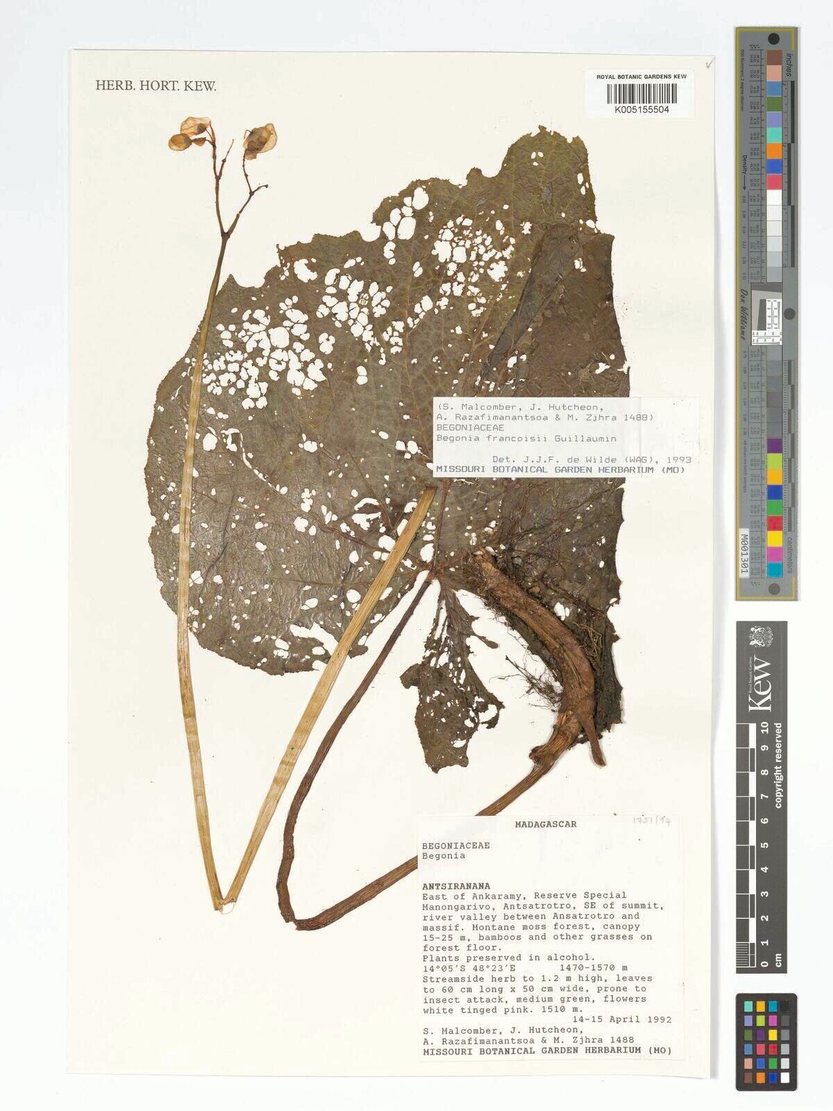 Begonia francoisii — houseplant care guide