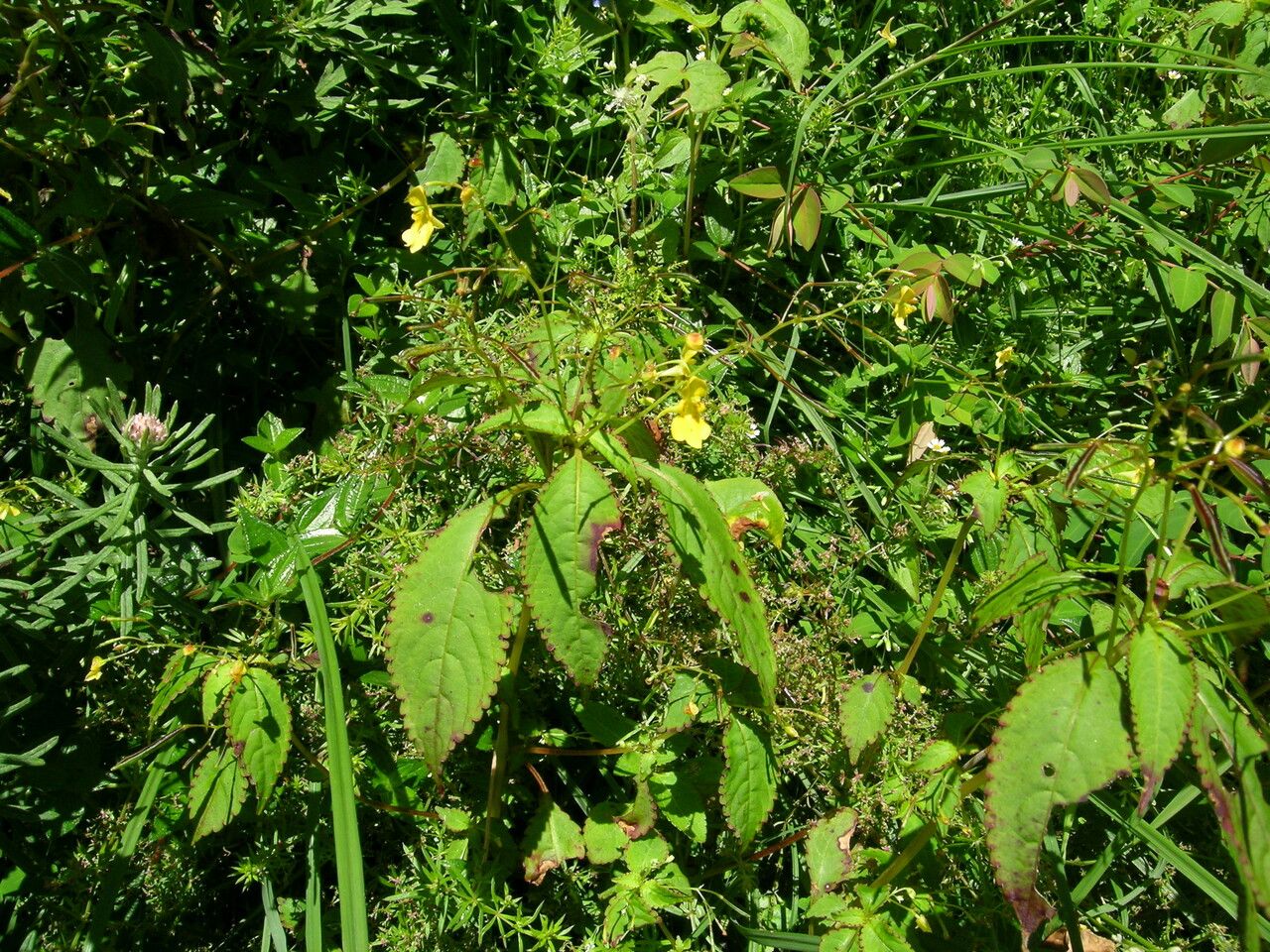 Impatiens racemosa habit