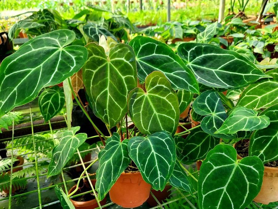 Anthurium crystallianum cv. 'White King' — search result for 'Anthurium'