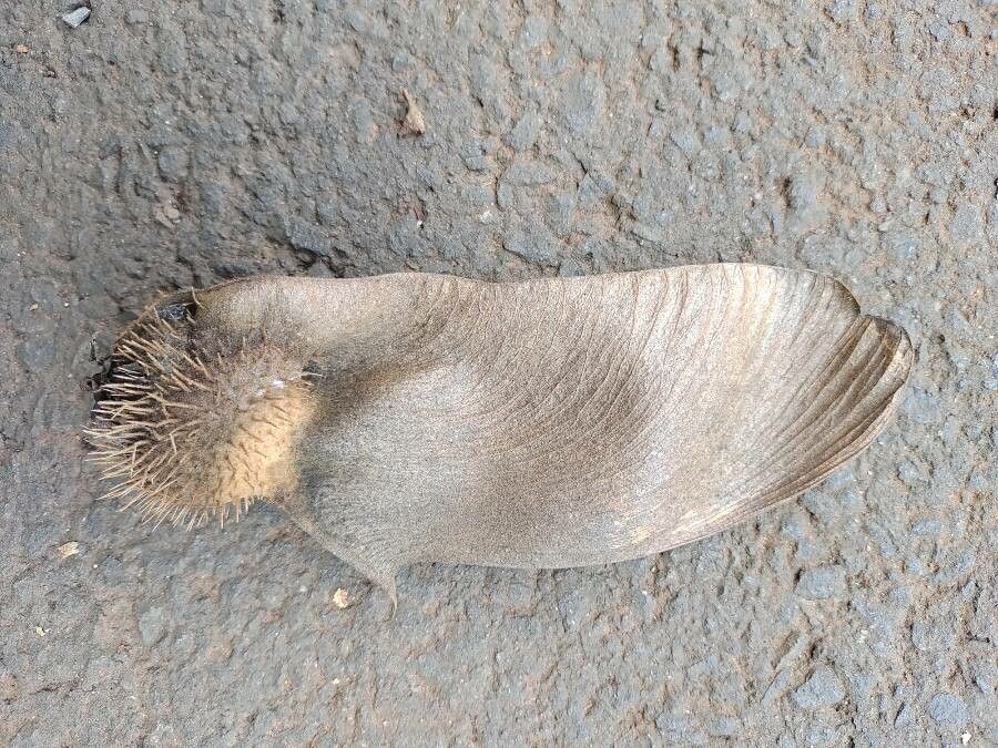 Centrolobium tomentosum fruit