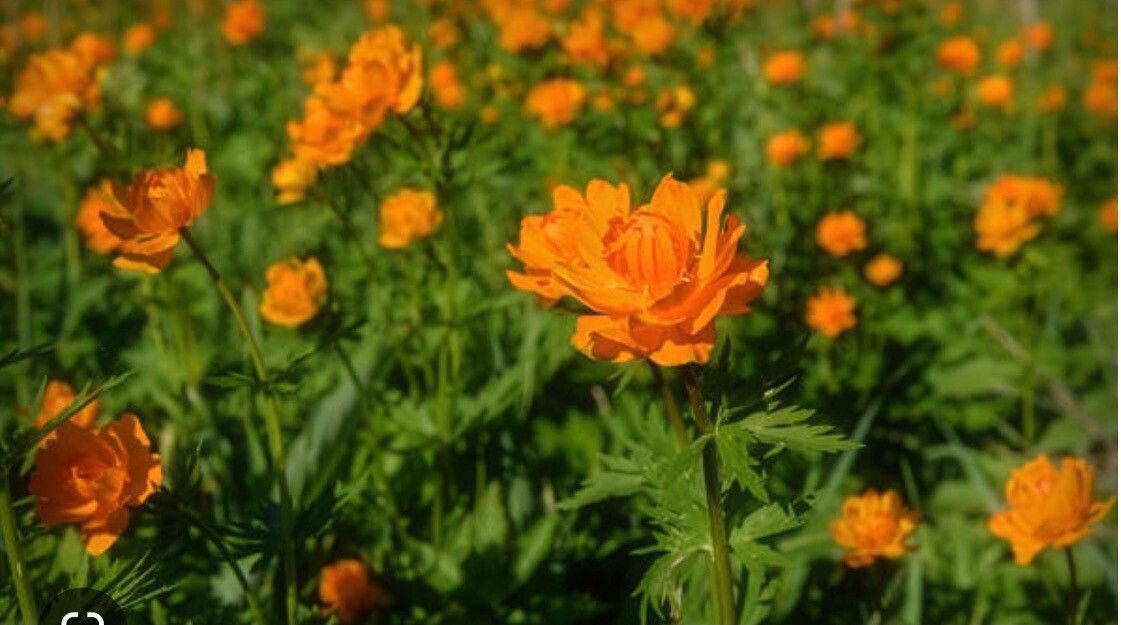 Trollius asiaticus flower