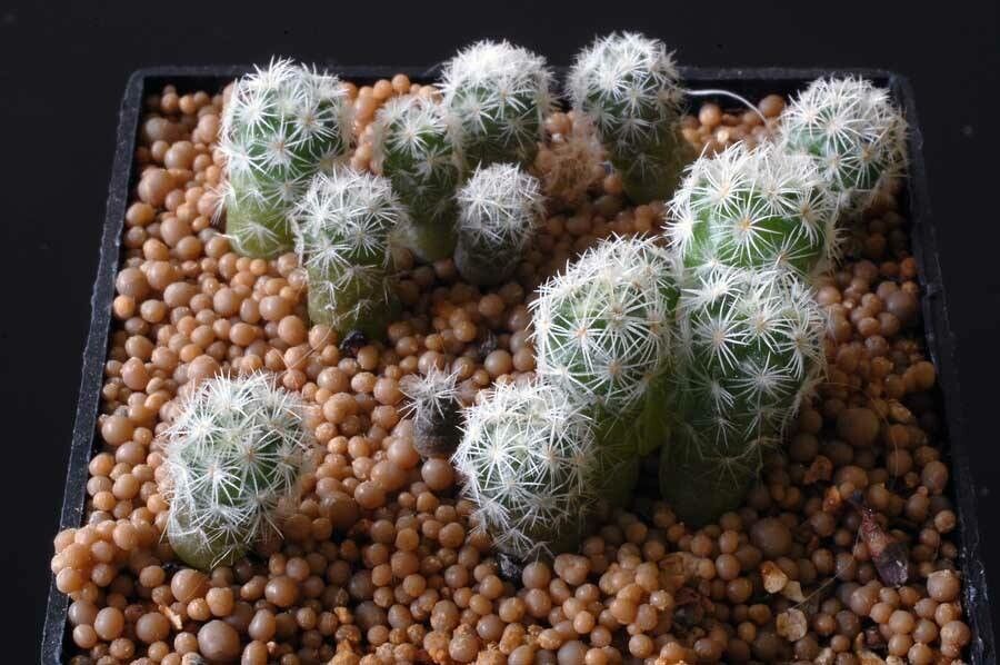 Sclerocactus mariposensis habit