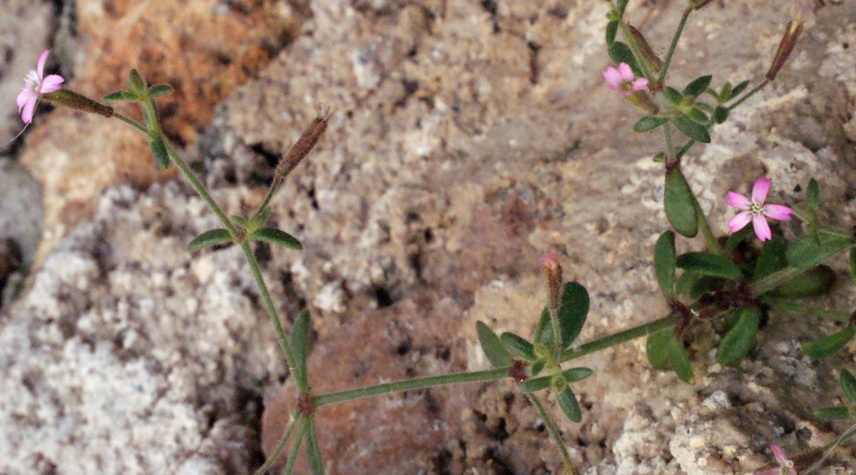 Silene pinetorum habit