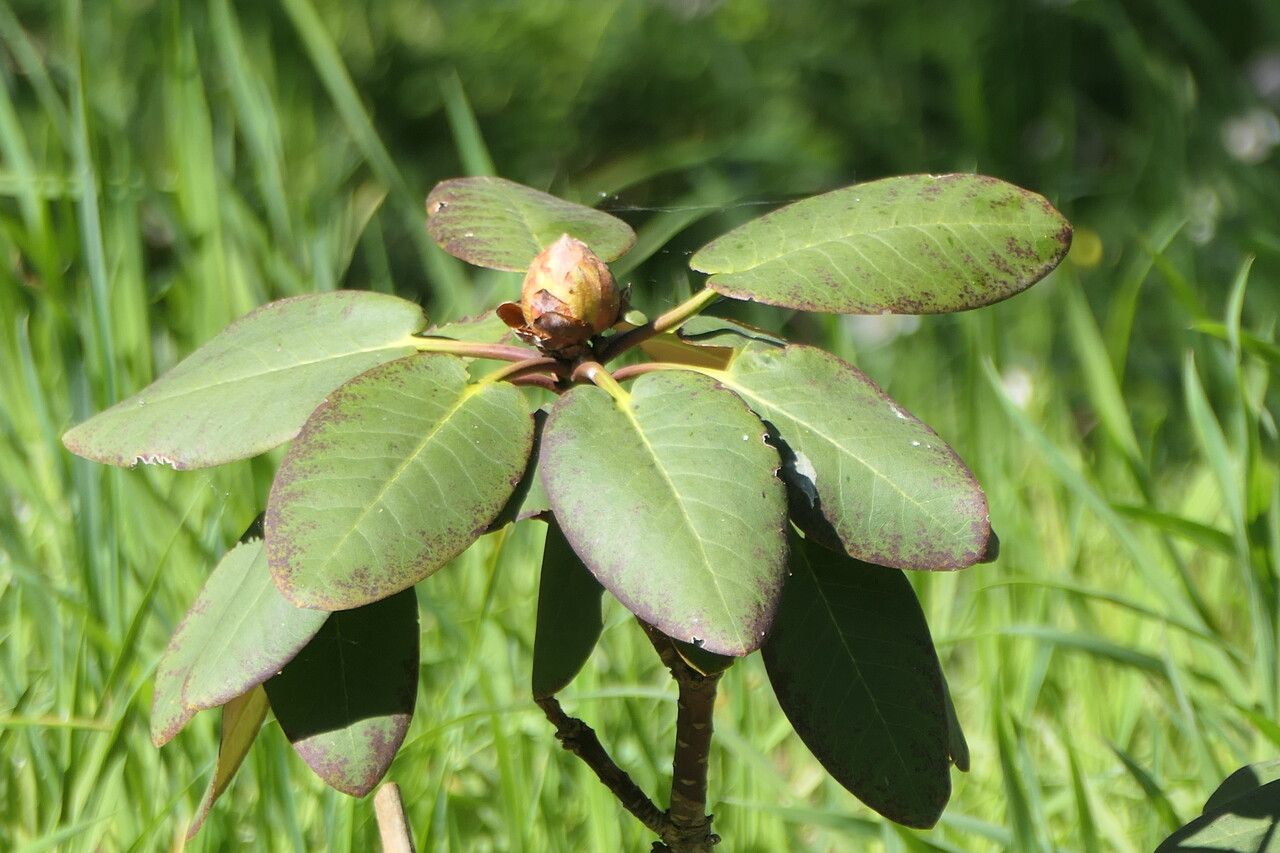 Rhododendron lacteum — houseplant care guide