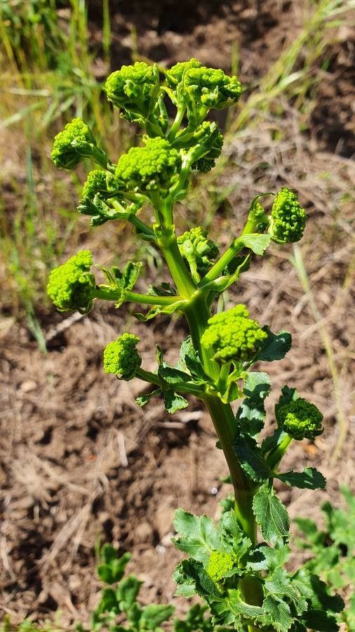 Polytaenia texana leaf