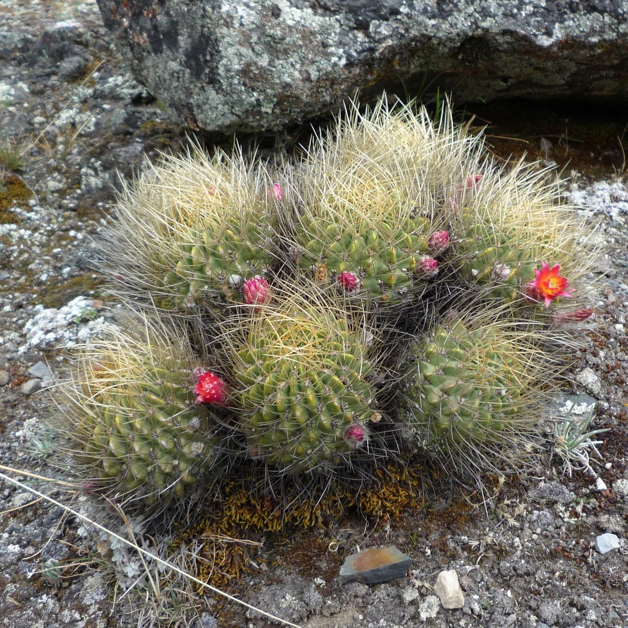 Lobivia maximiliana habit