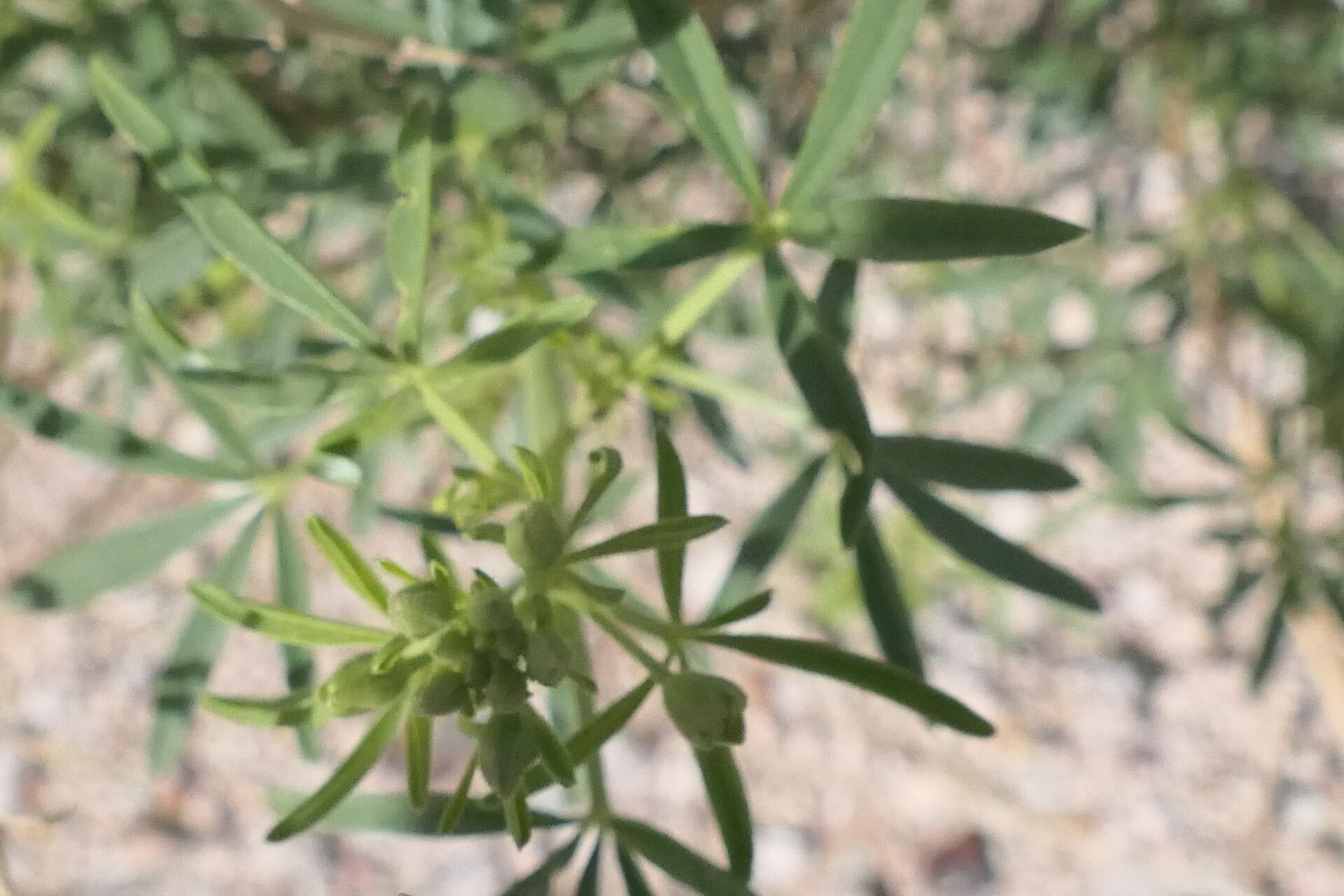 Cleome suffruticosa habit