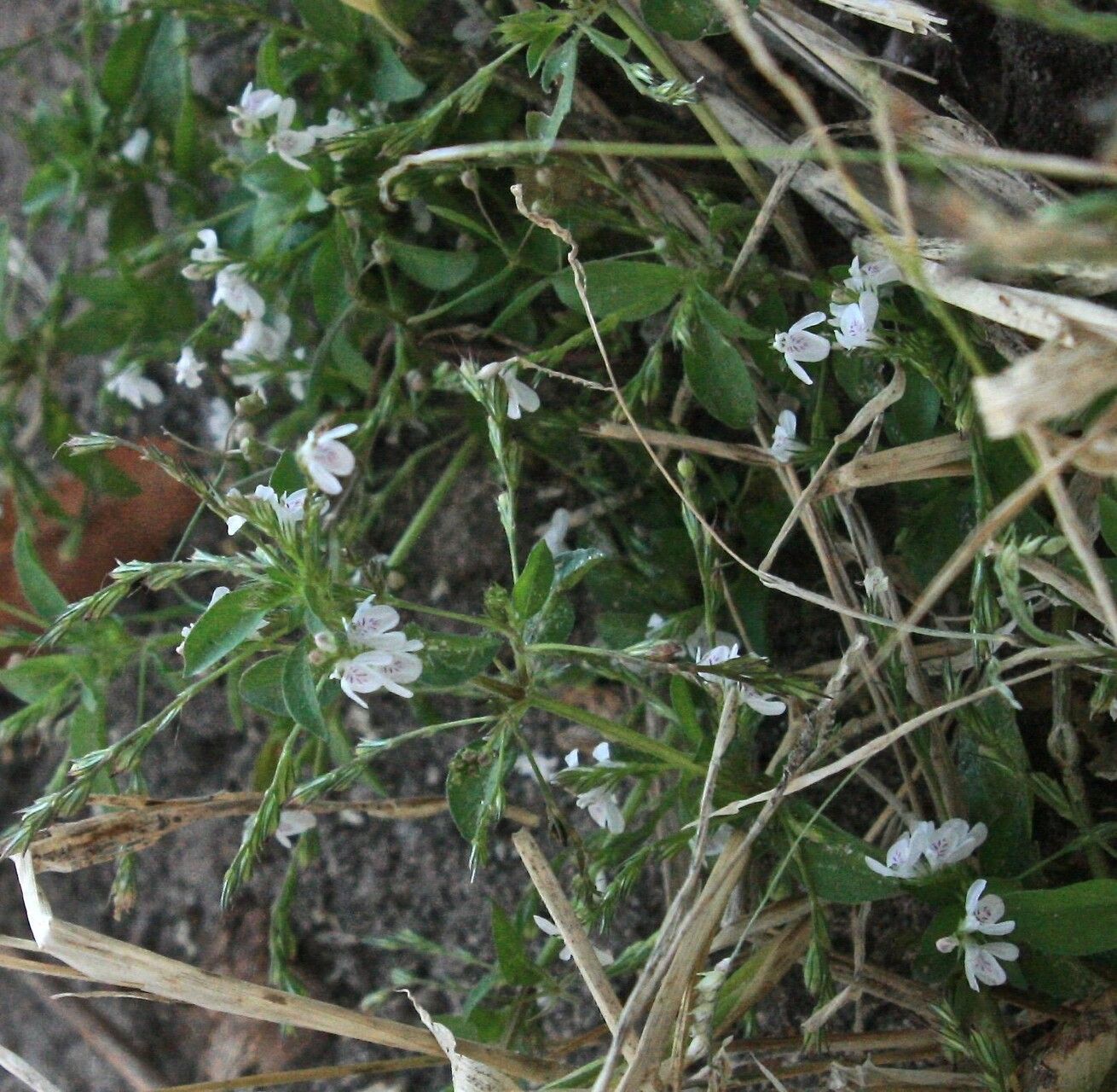 Justicia anselliana habit