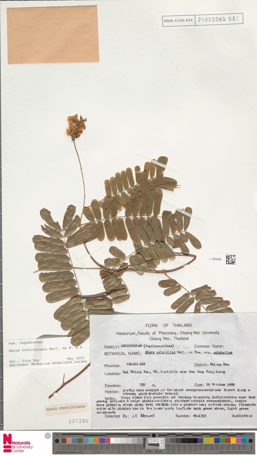 Abrus fruticulosus — related species from the same genus