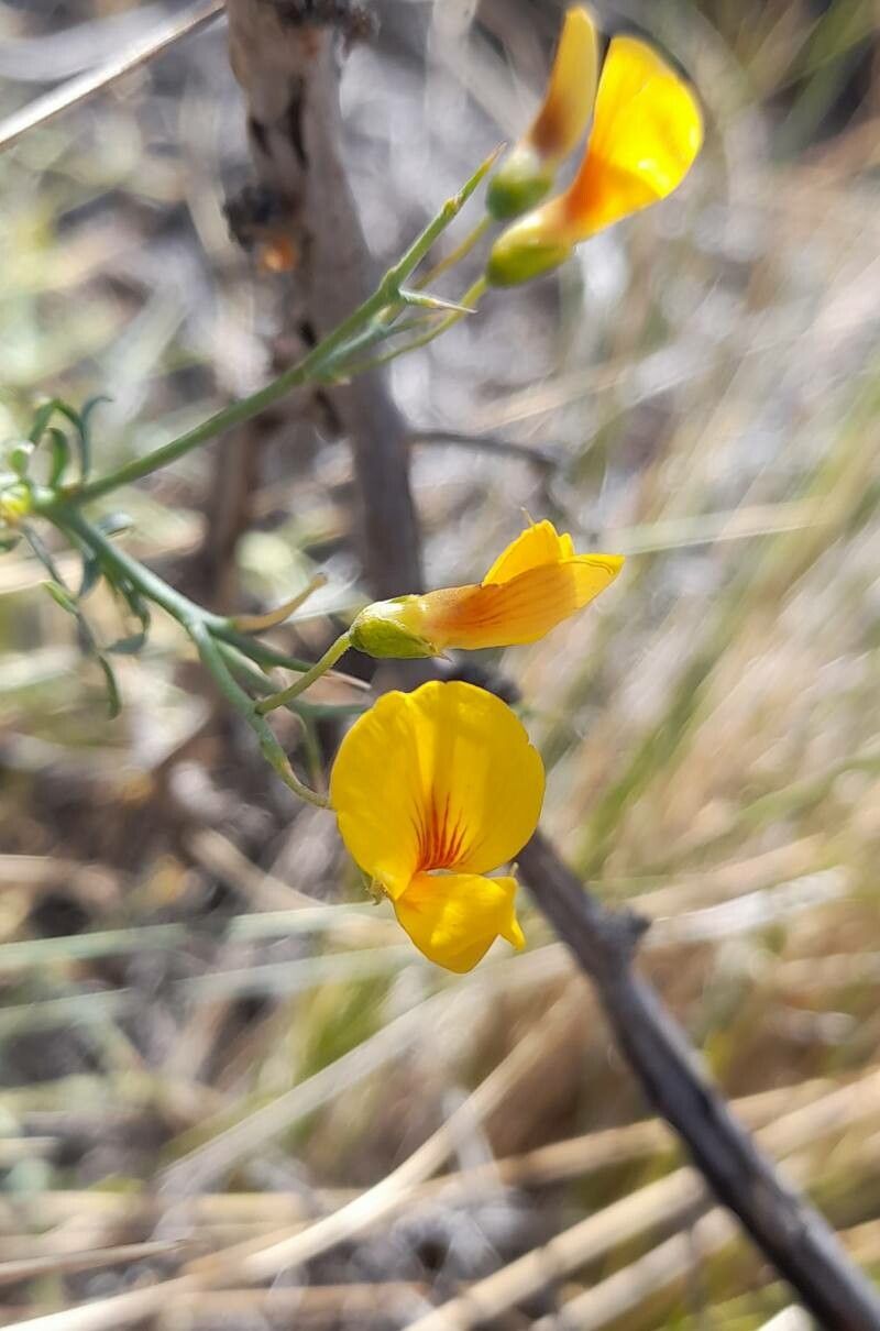 Adesmia obovata flower