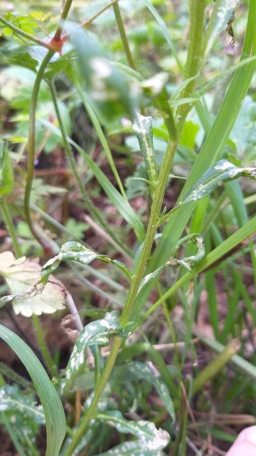Arabis auriculata bark