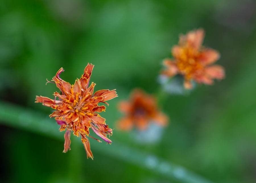 Agoseris aurantiaca flower