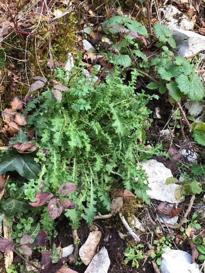 Crepis leontodontoides leaf