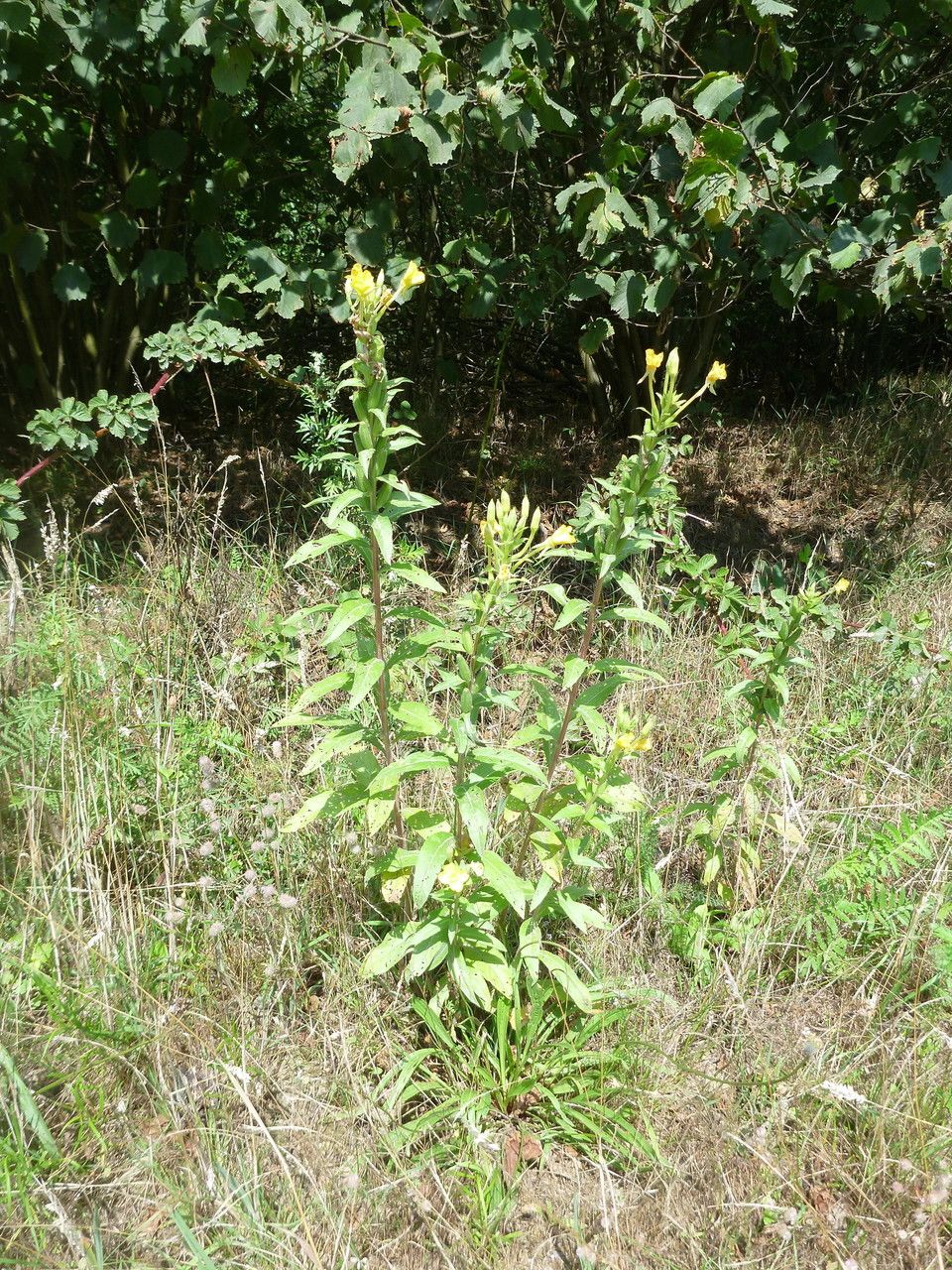 Oenothera paradoxa habit