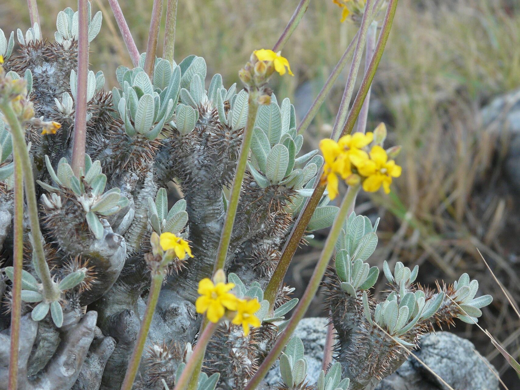 Pachypodium densiflorum flower