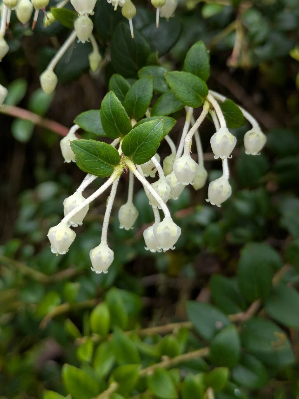 Gaultheria buxifolia