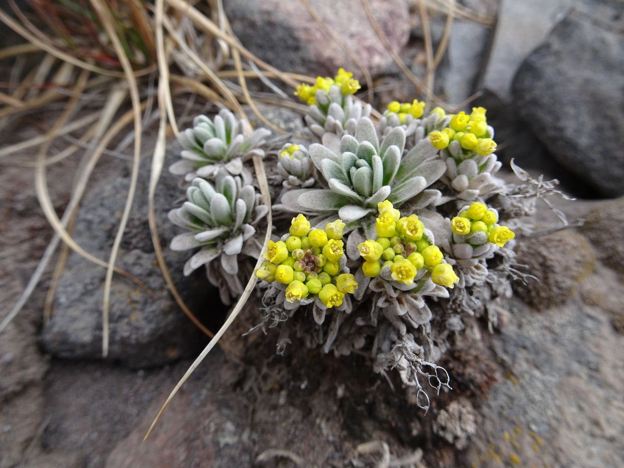Draba nivicola flower