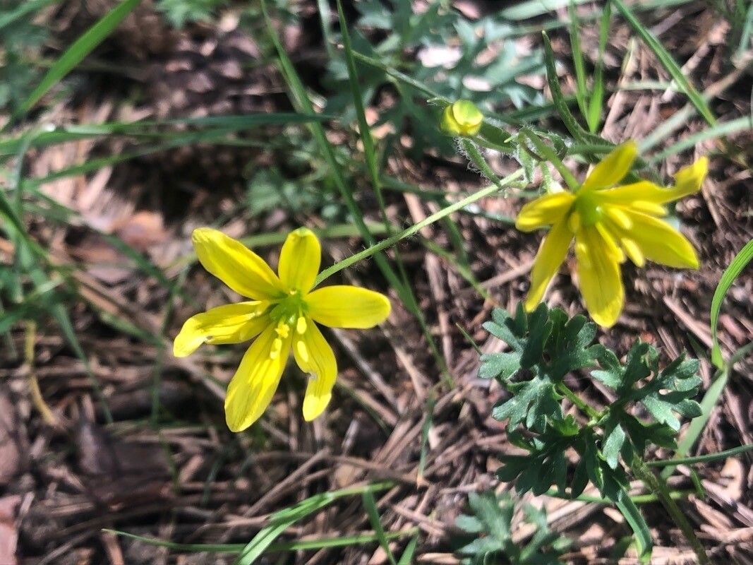Gagea soleirolii flower
