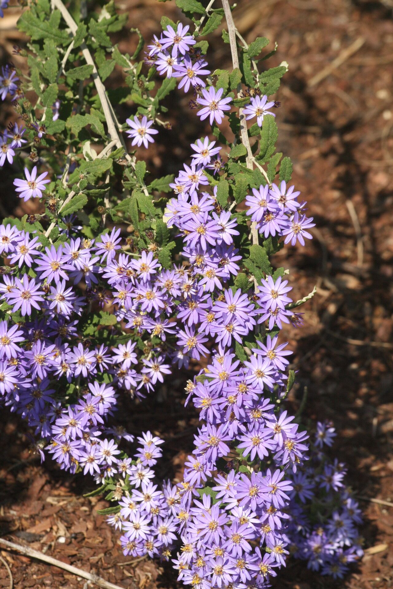 Olearia phlogopappa flower