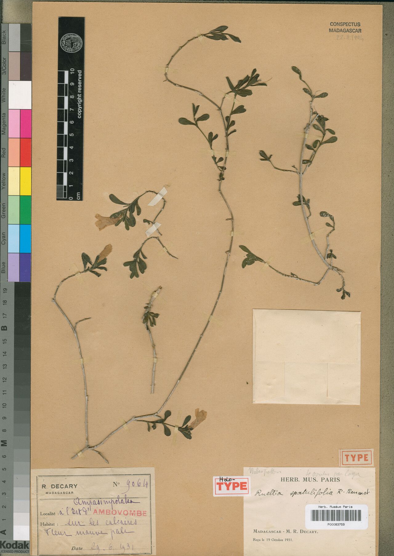 Ruellia spatulifolia — search result for 'Ruellia'