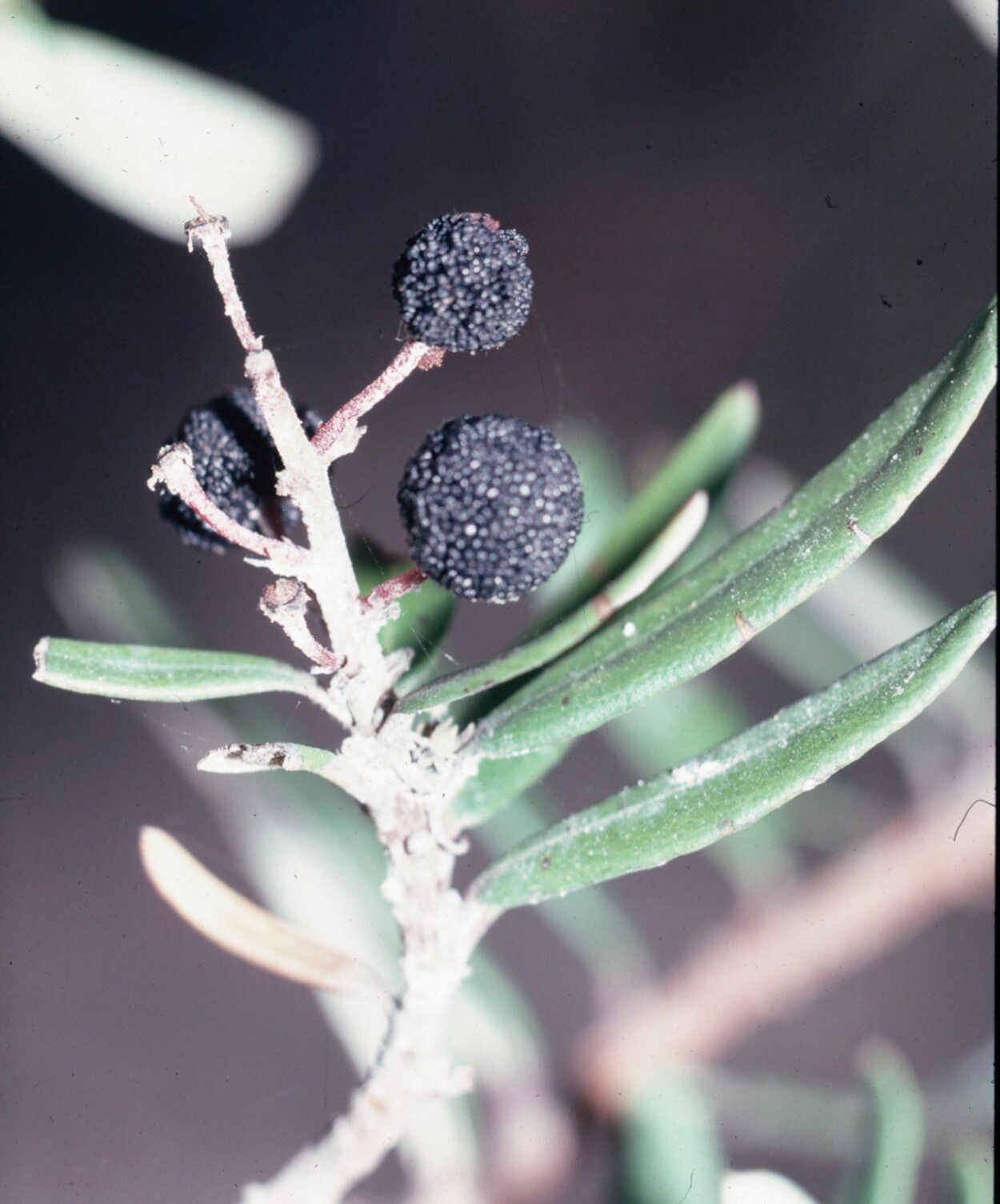 Comarostaphylis polifolia — related species from the same genus