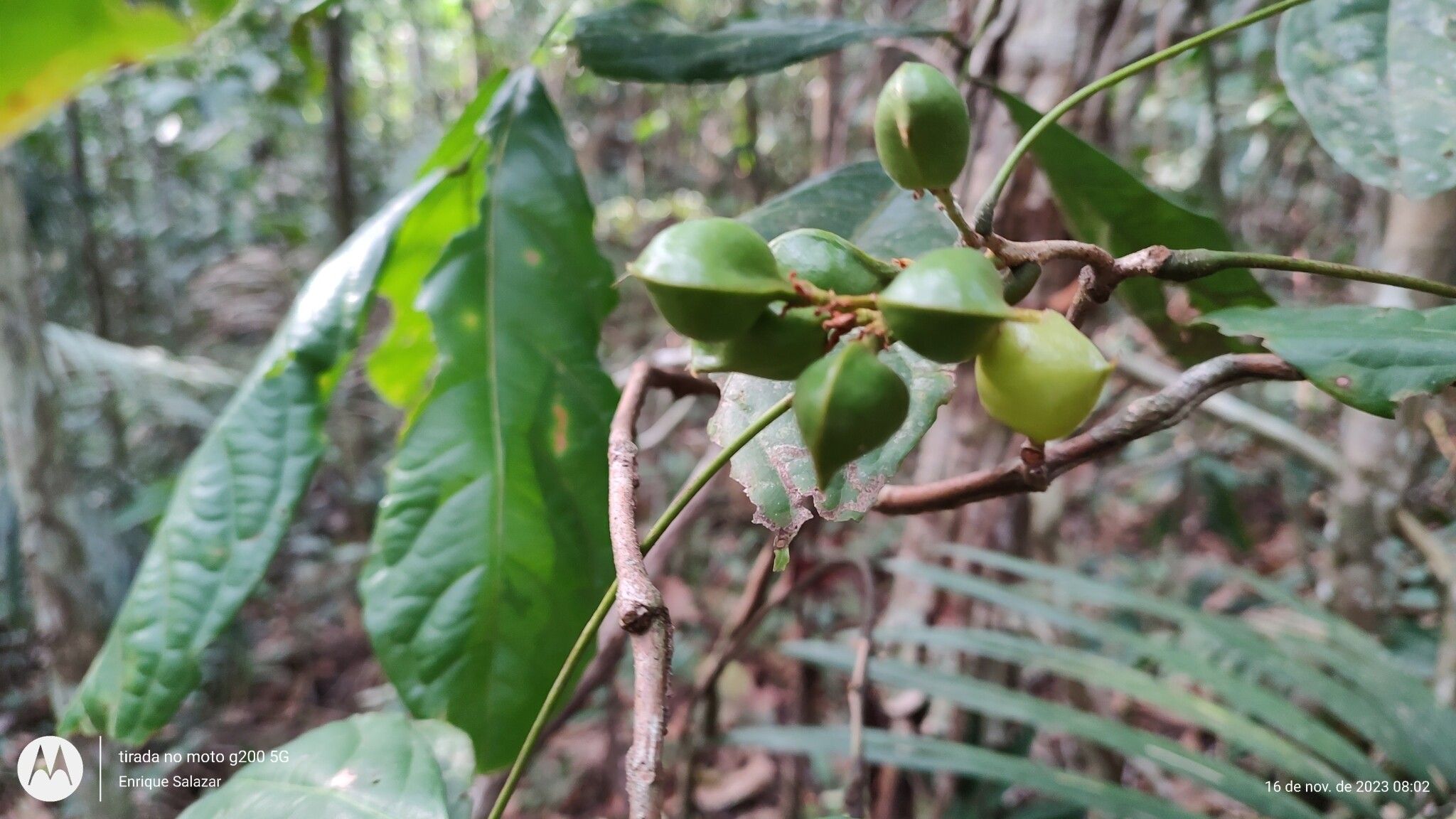 Connarus ruber fruit