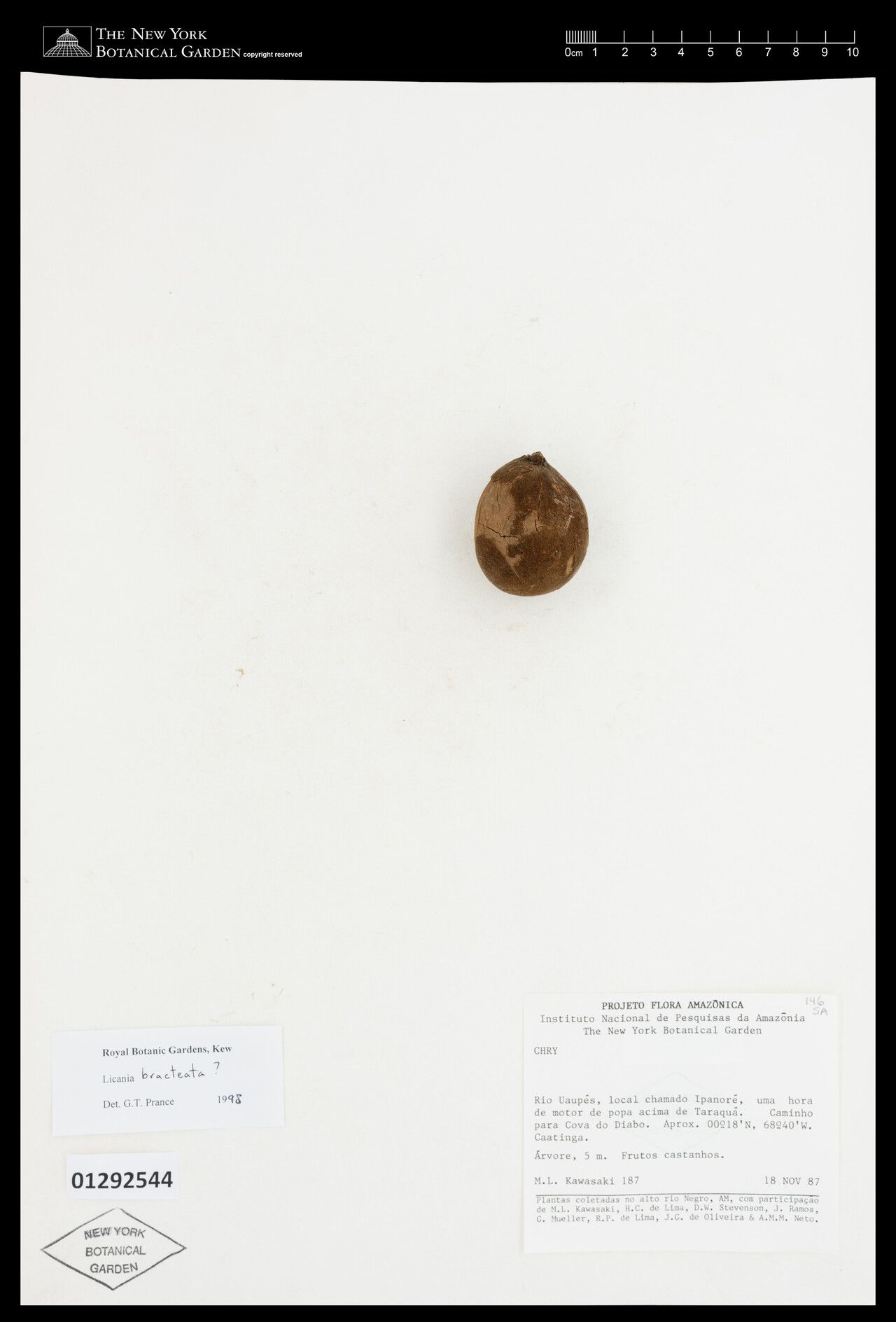 Licania bracteata fruit