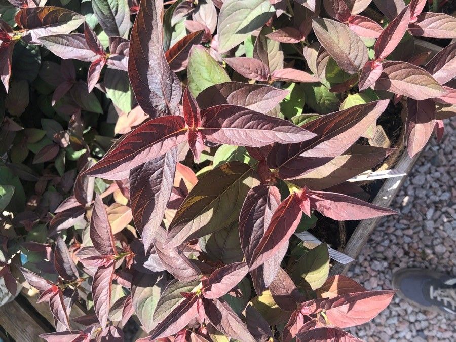 Lysimachia ephemerum — large blooms houseplant