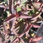 Lysimachia ephemerum