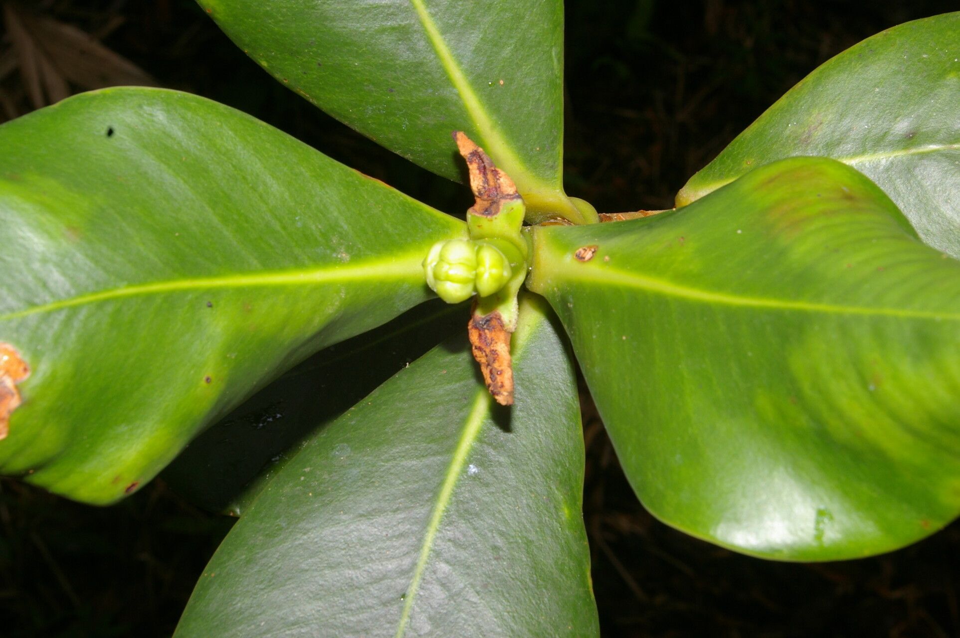 Clusia salvinii — search result for 'Clusia'