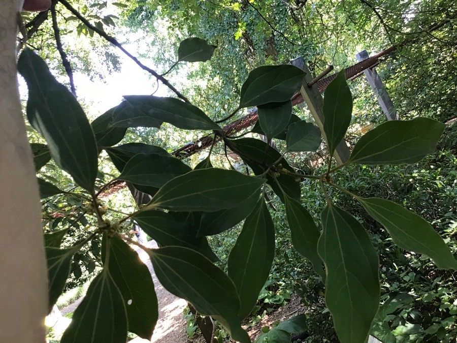 Zanthoxylum bungeanum leaf
