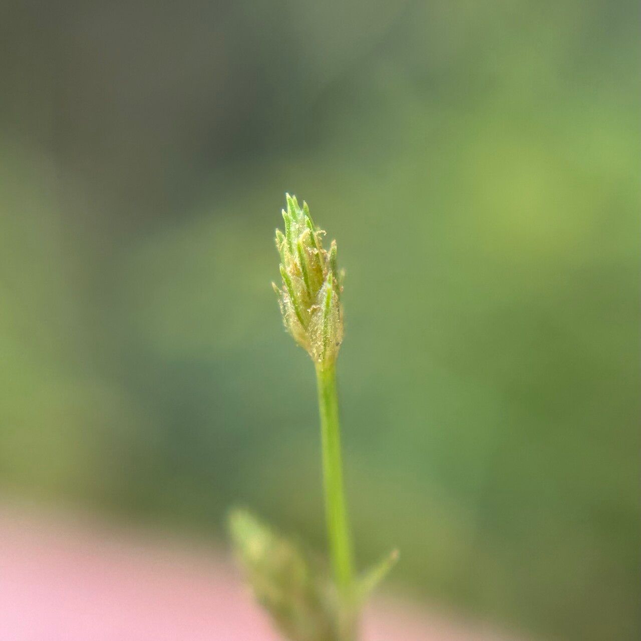 Fimbristylis aestivalis flower