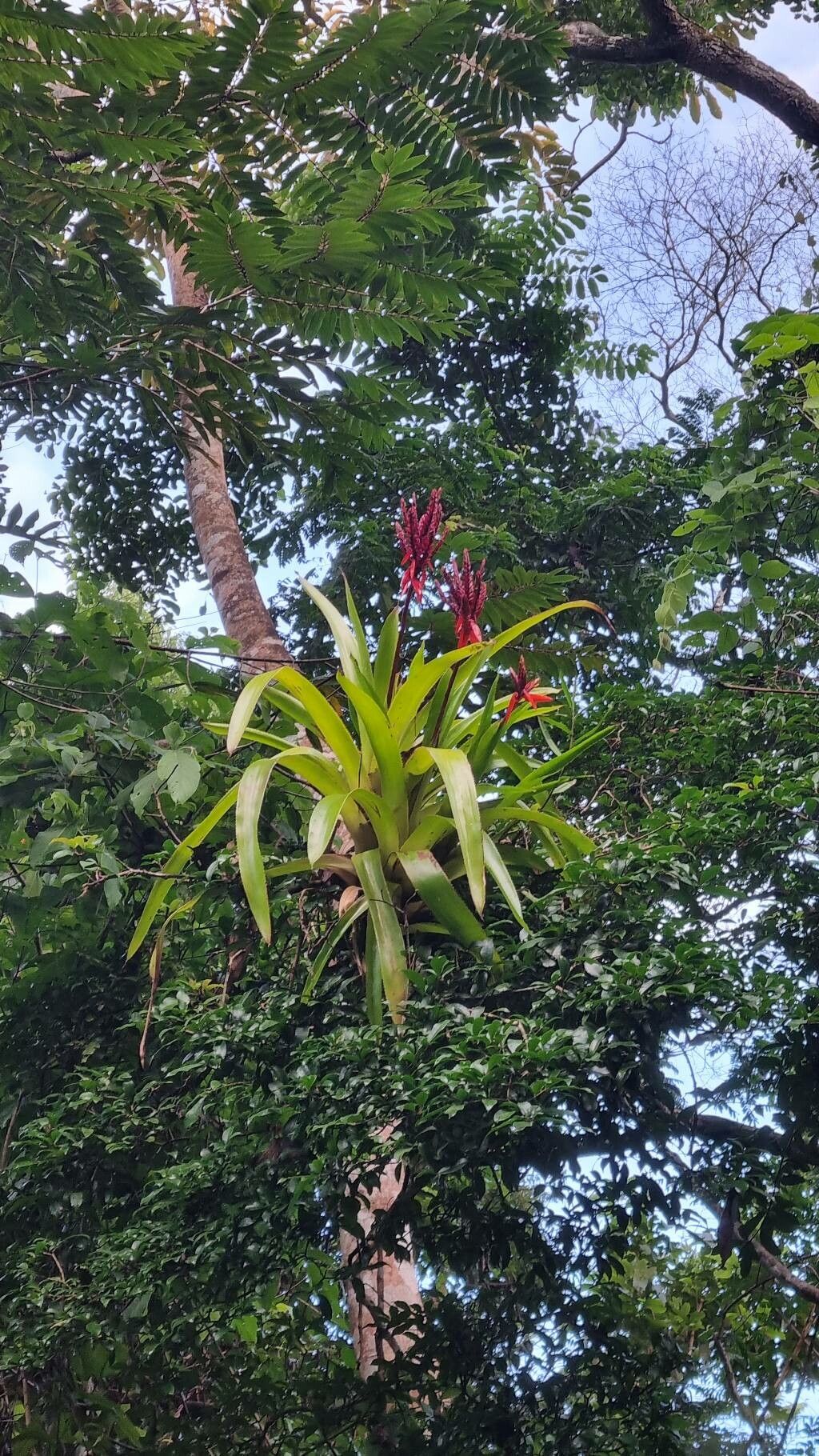 Aechmea tillandsioides flower