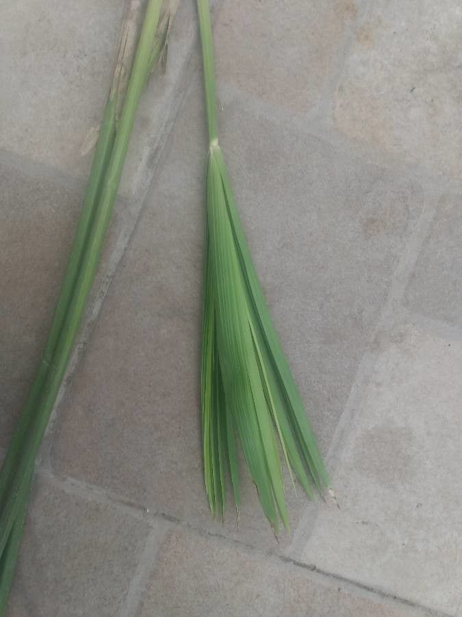 Cyperus alterniflorus — search result for 'Cyperaceae'