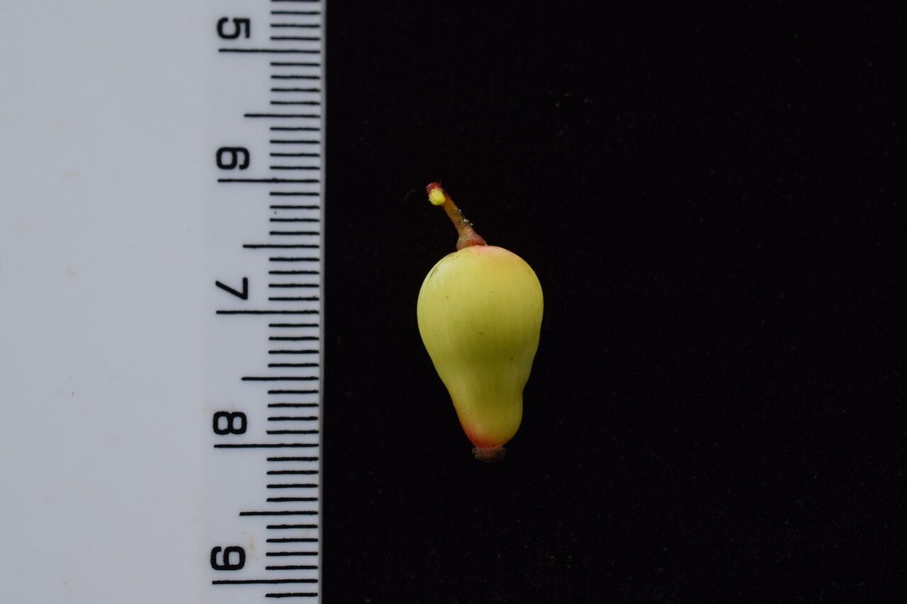 Berberis concinna other