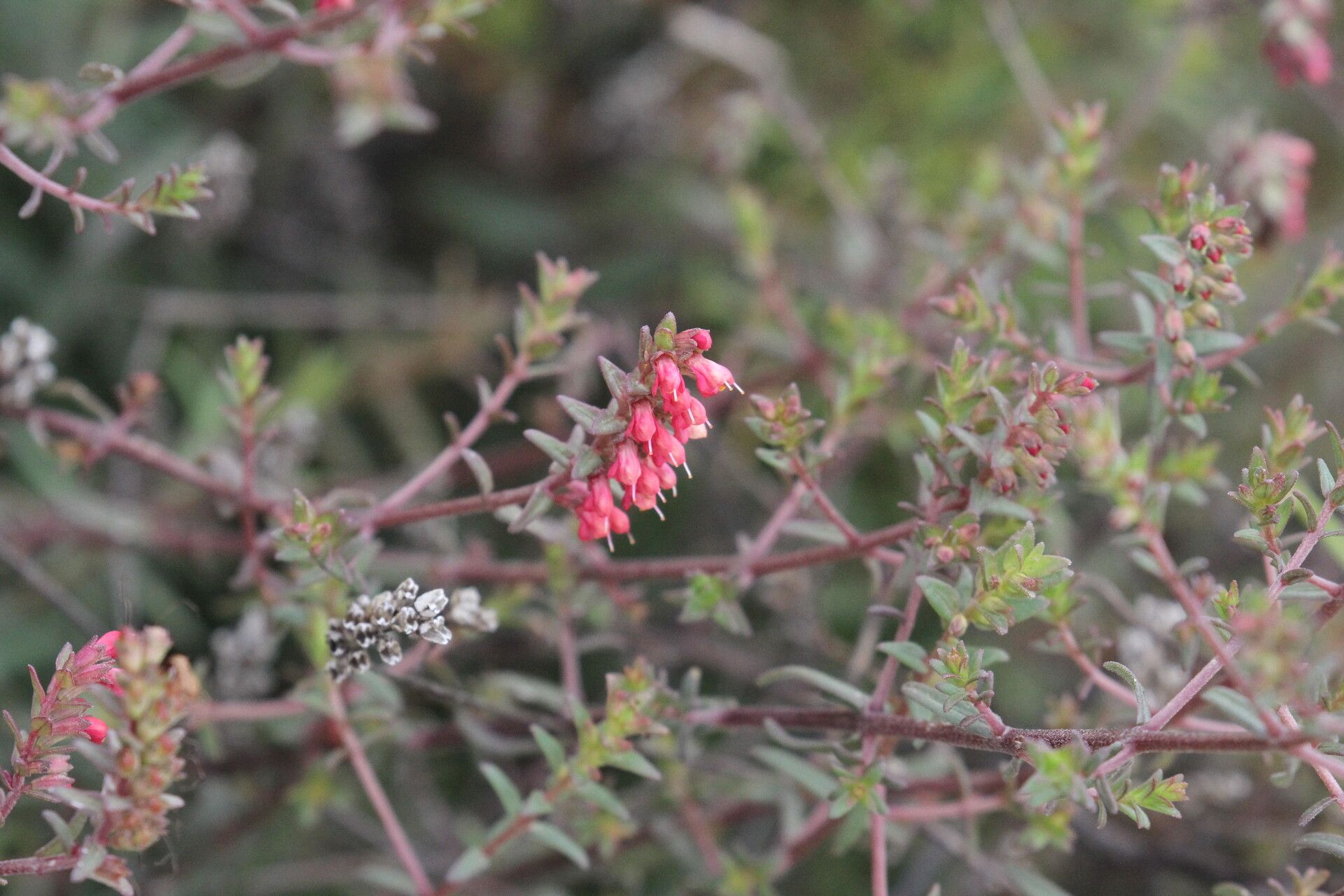 Odontites bolligeri — related species from the same genus