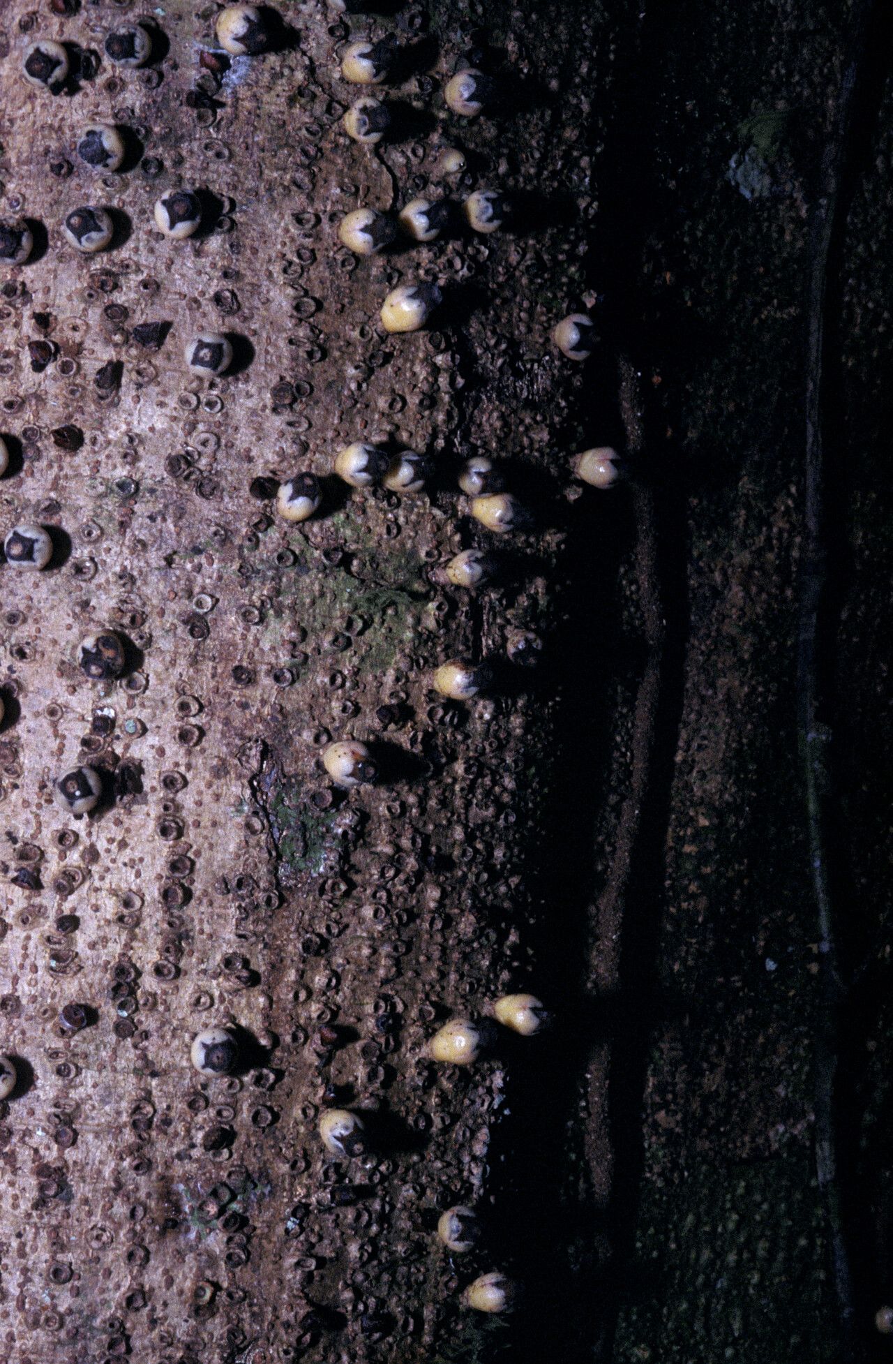 Apodanthes caseariae bark