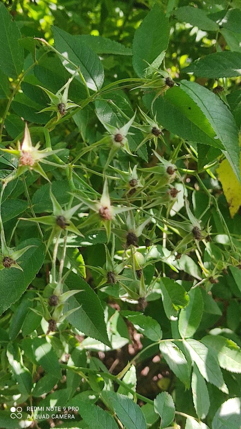 Rosa brunonii — houseplant care guide