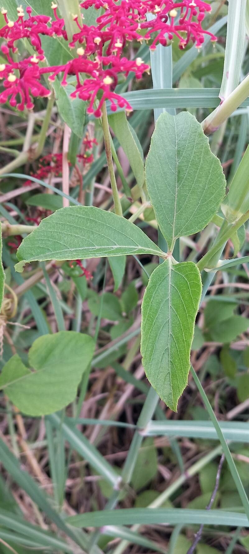 Cissus spinosa — houseplant care guide