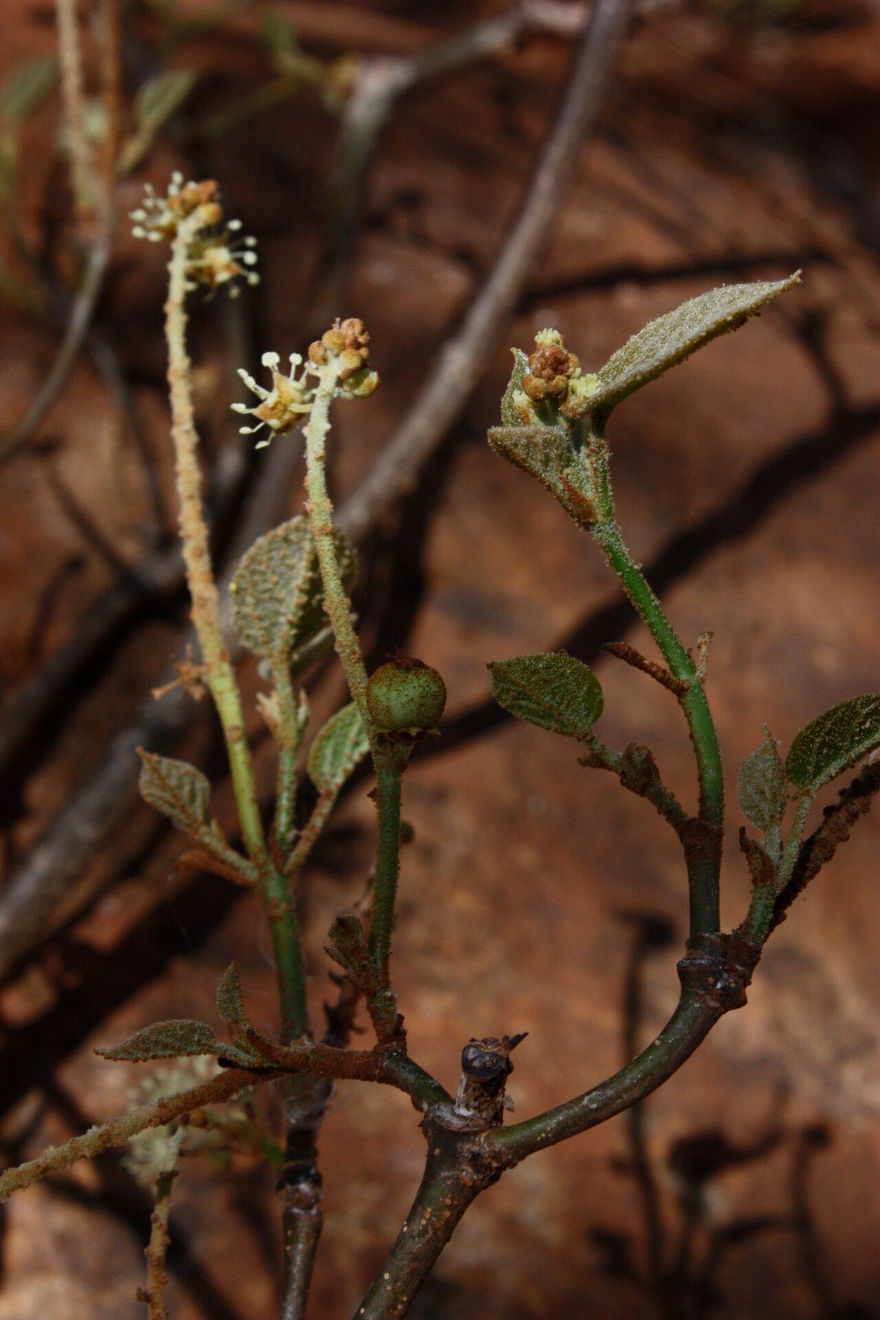 Croton scoriarum habit