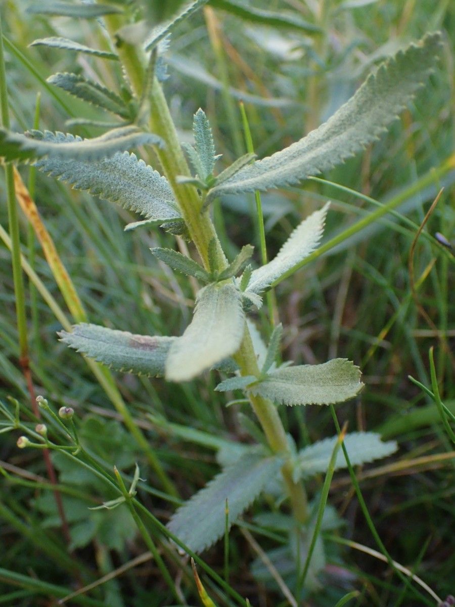 Achillea pyrenaica leaf