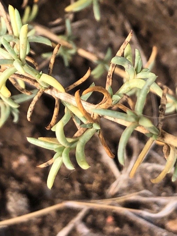 Fumana ericoides leaf