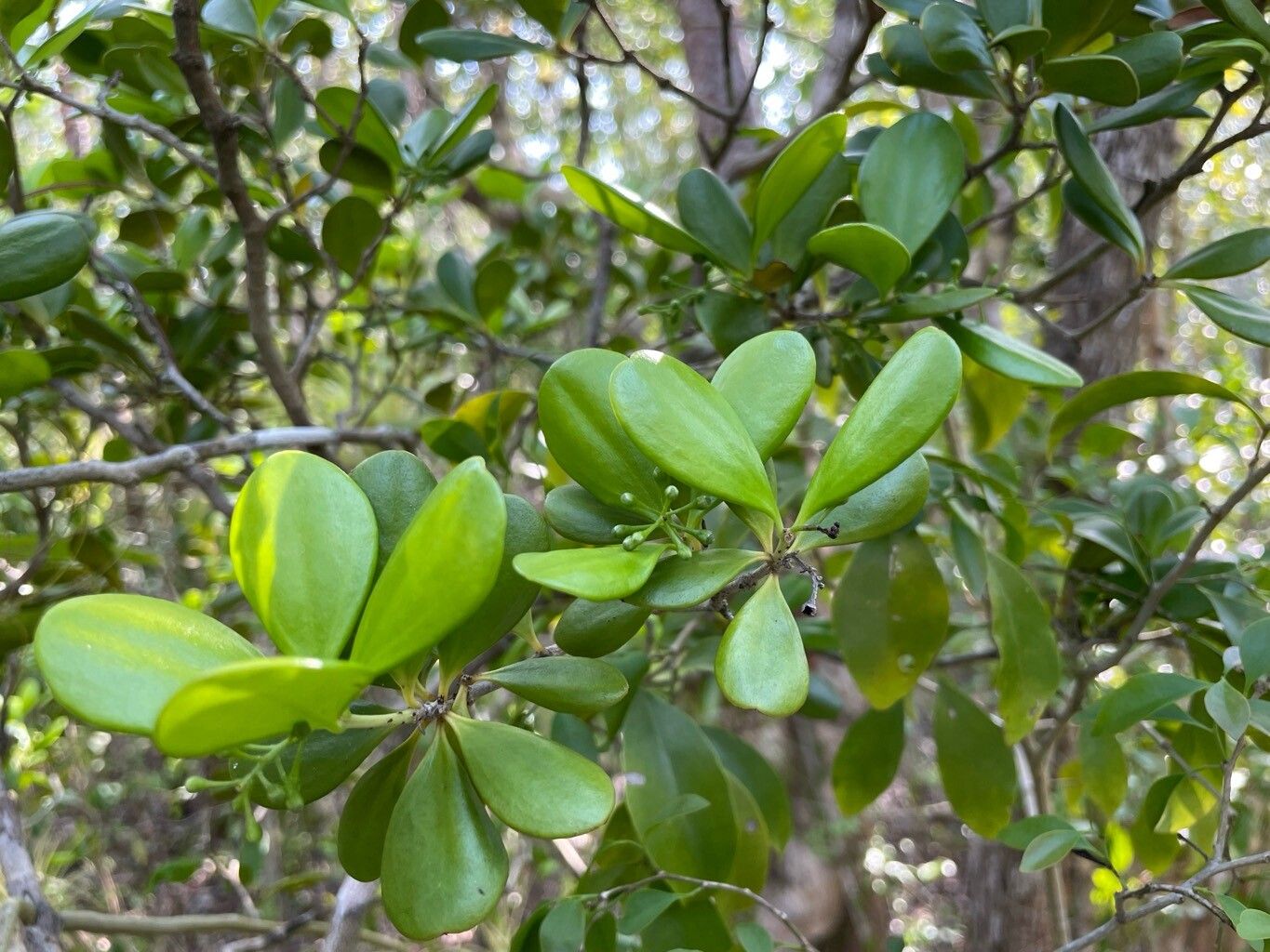 Jacquinia proctorii leaf