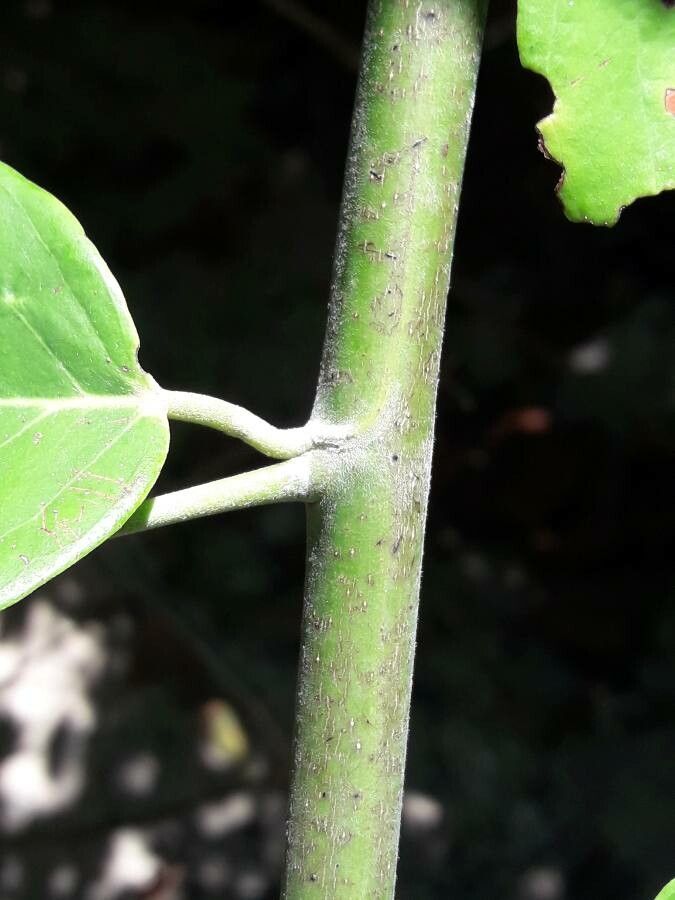 Dalbergia ecastaphyllum bark