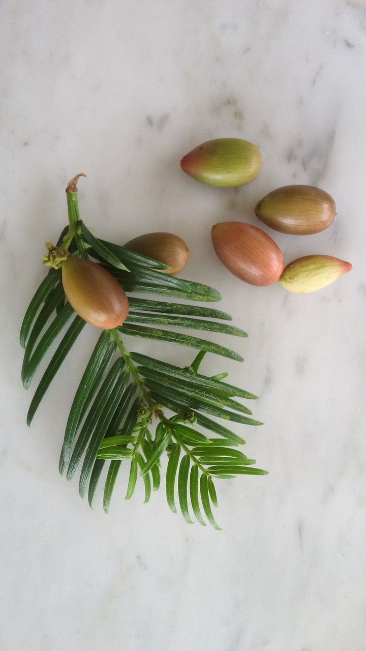Torreya nucifera fruit